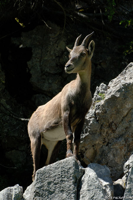 Stambecco - Capra ibex