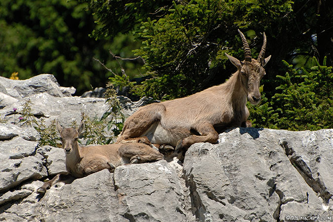 Stambecco - Capra ibex