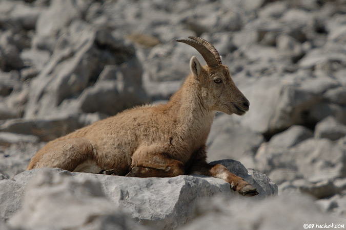 Stambecco - Capra ibex