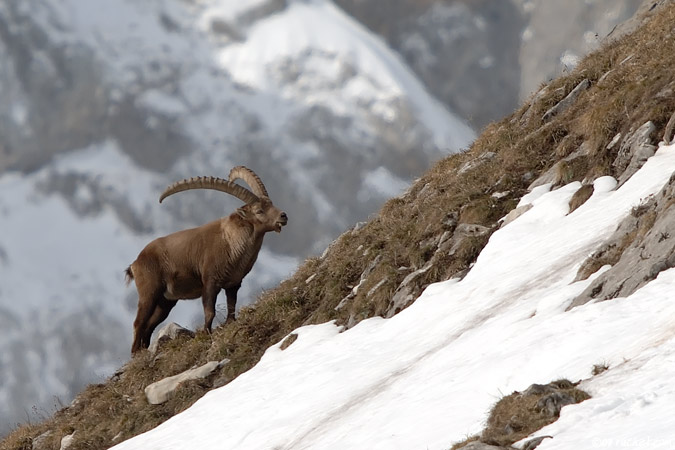 Stambecco - Capra ibex