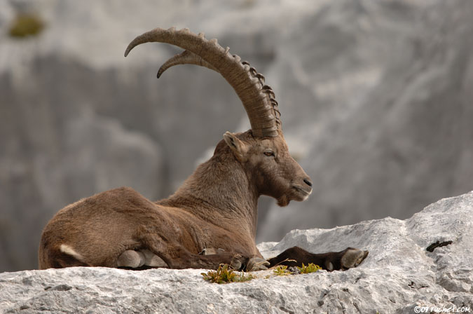 Steinbock - Capra ibex