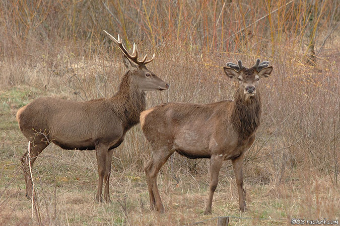 Cerf élaphe - Cervus elaphus