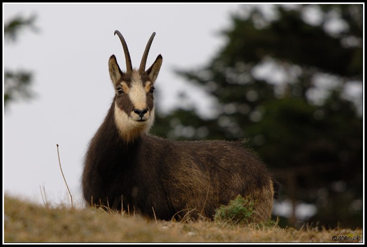 Camoscio alpino - Rupicapra rupicapra