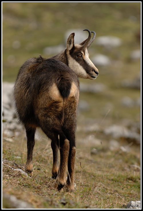 Camoscio alpino - Rupicapra rupicapra