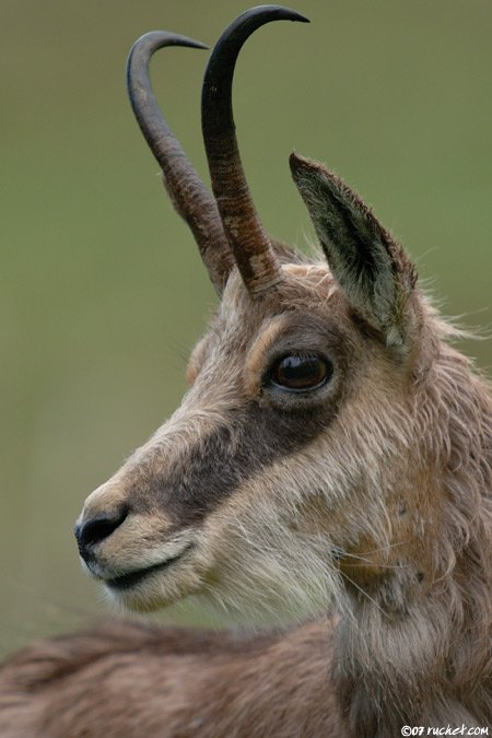 Camoscio alpino - Rupicapra rupicapra