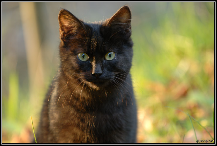 Chat domestique - Felis silvestris catus
