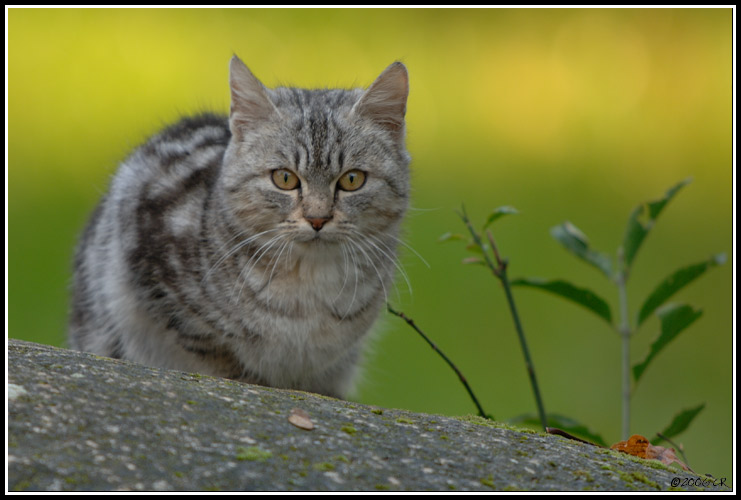 Chat domestique - Felis silvestris catus