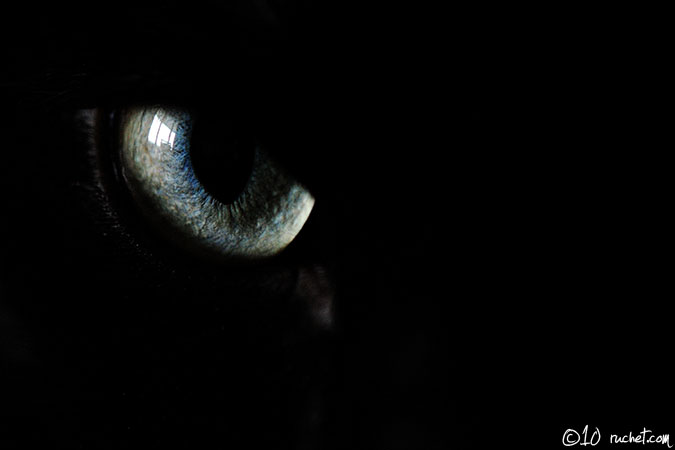 Gatto domestico - Felis silvestris catus
