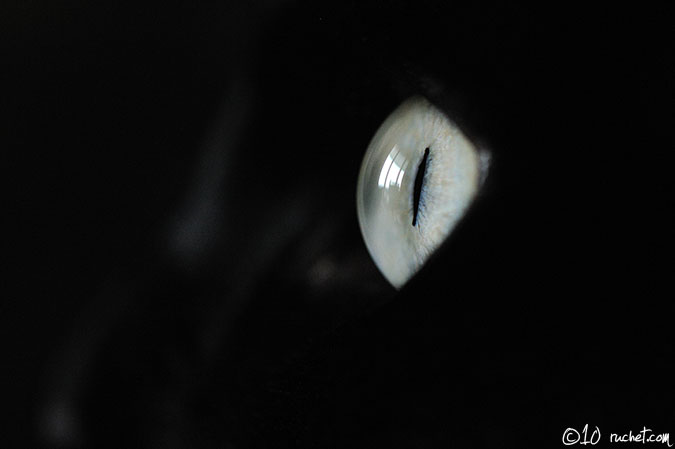 Gatto domestico - Felis silvestris catus