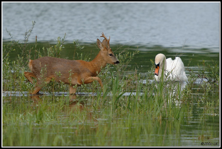 Capriolo - Capreolus capreolus