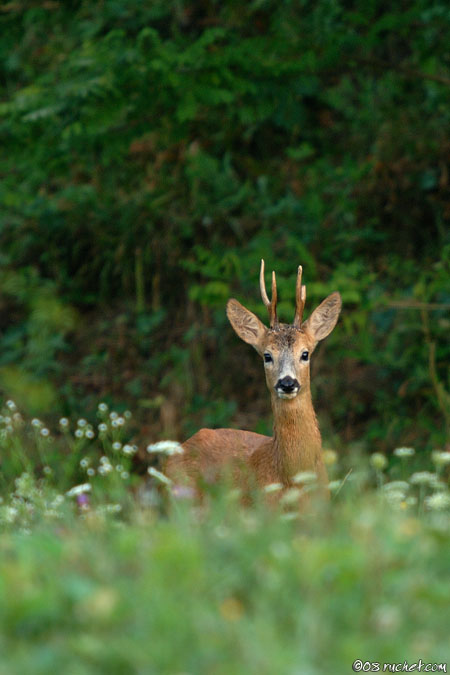 Capriolo - Capreolus capreolus