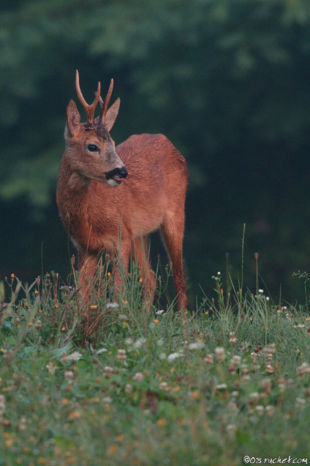 Capriolo - Capreolus capreolus