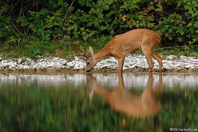 Capriolo - Capreolus capreolus