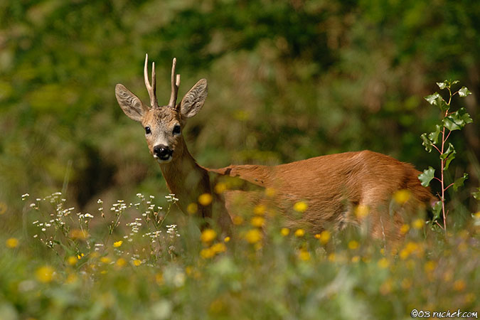 Capriolo - Capreolus capreolus