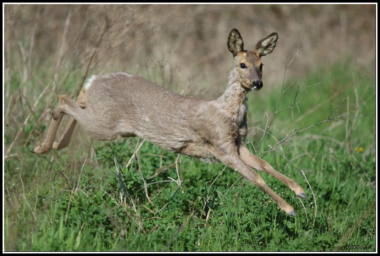 Chevreuil - Capreolus capreolus