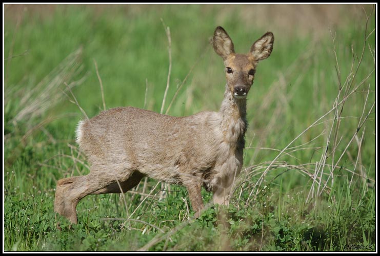 Chevreuil - Capreolus capreolus