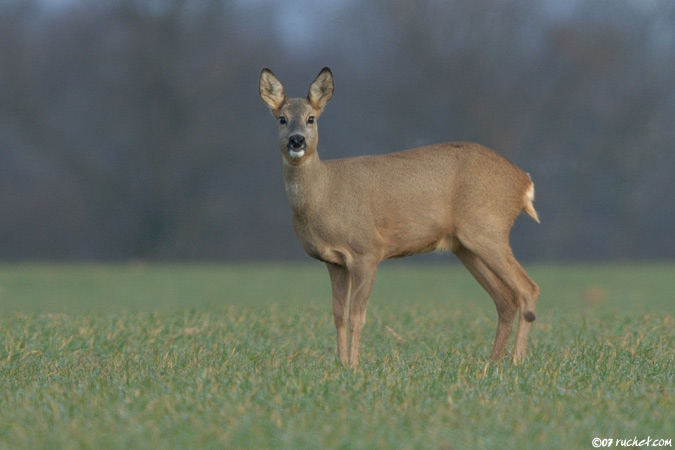 Capriolo - Capreolus capreolus