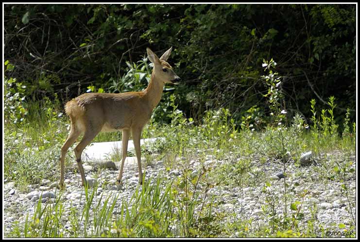 Chevreuil - Capreolus capreolus