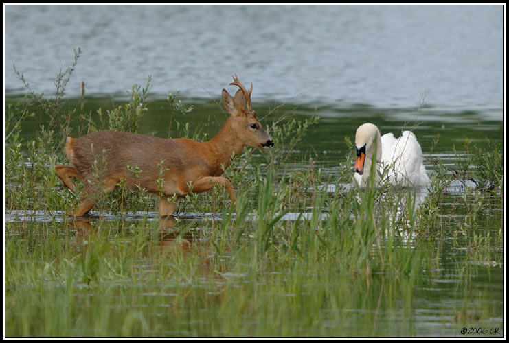 Roe deer - Capreolus capreolus