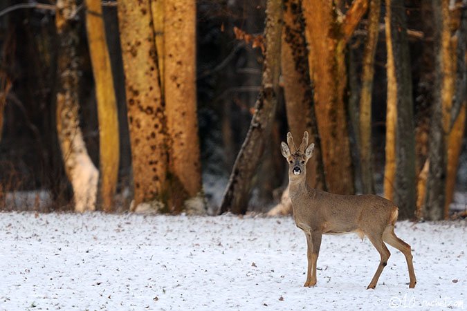 Chevreuil - Capreolus capreolus