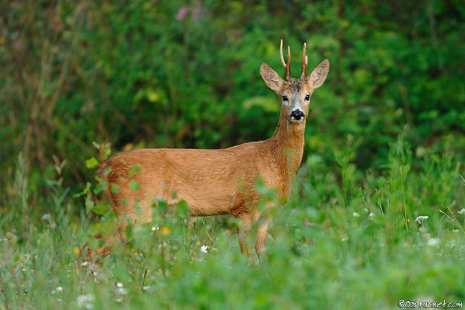Roe deer - Capreolus capreolus