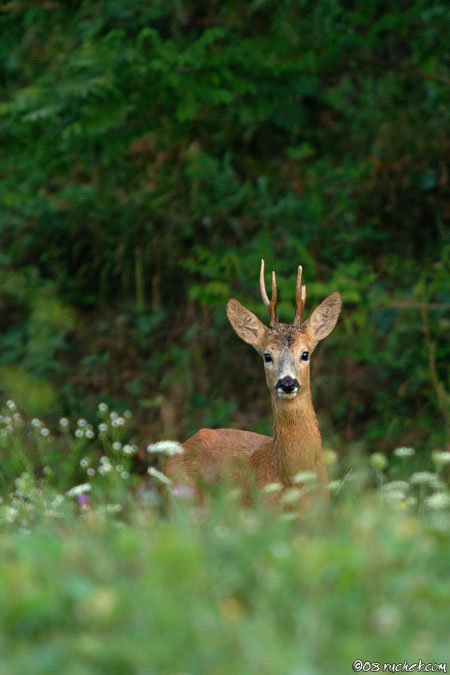 Roe deer - Capreolus capreolus
