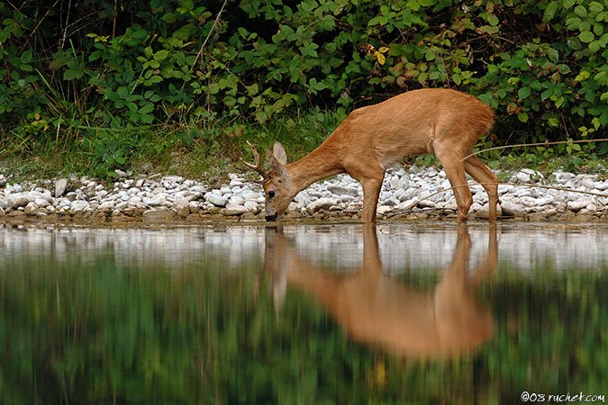 Roe deer - Capreolus capreolus