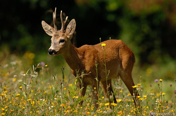 Roe deer - Capreolus capreolus
