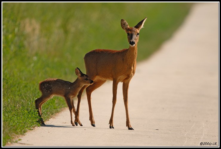Roe deer - Capreolus capreolus
