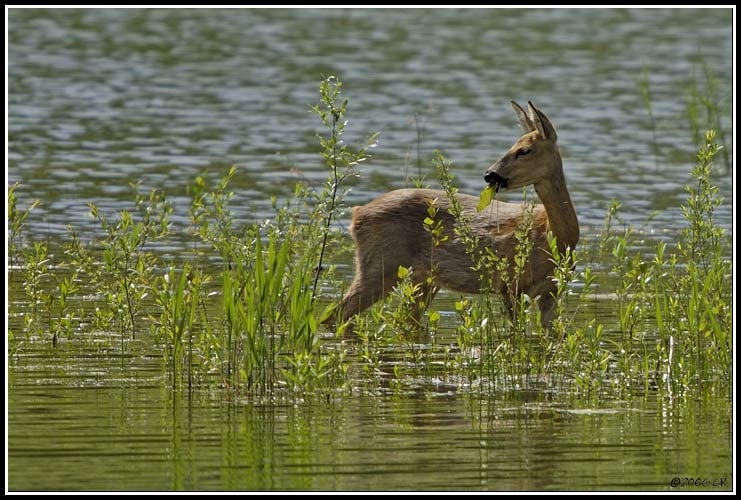 Roe deer - Capreolus capreolus