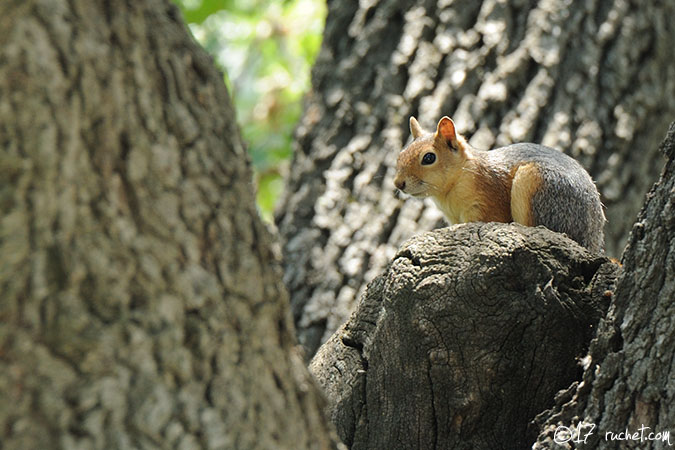 Scoiattolo del Caucaso - Sciurus anomalus