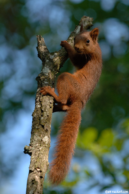 Scoiattolo - Sciurus vulgaris