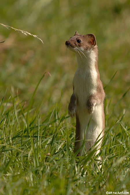 Hermelin - Mustela erminea