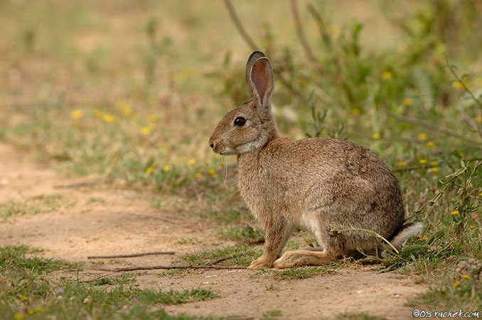 Wildkaninchen - Oryctolagus cuniculus