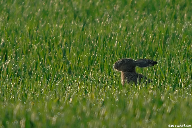 Lepre europea - Lepus europaeus