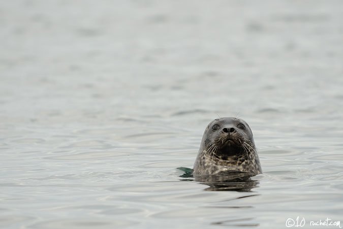 Phoque commun - Phoca vitulina