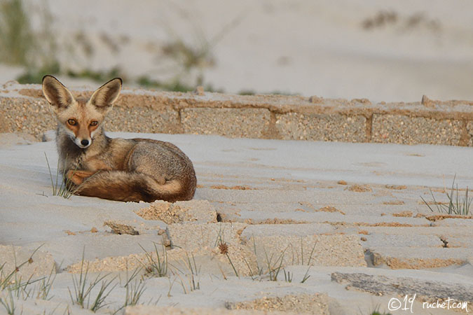 Volpe rossa araba - Vulpes vulpes arabica