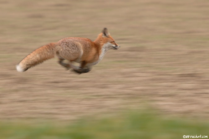 Renard roux - Vulpes vulpes