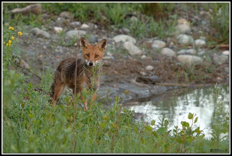 Red fox - Vulpes vulpes