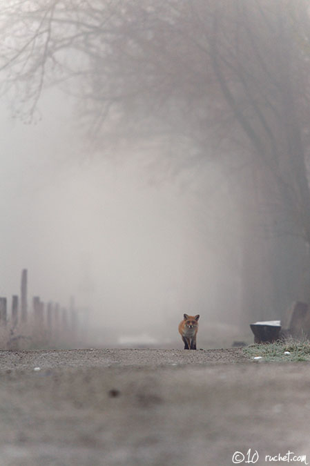 Renard roux - Vulpes vulpes