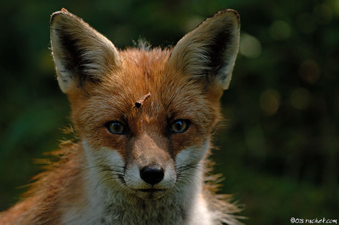 Renard roux - Vulpes vulpes