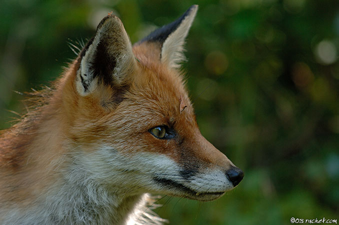 Red fox - Vulpes vulpes