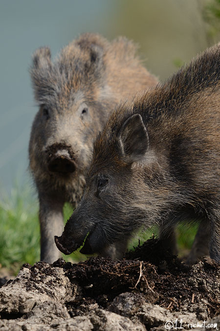 Wild boar - Sus scrofa