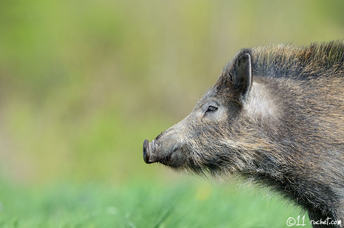 Sanglier - Sus scrofa