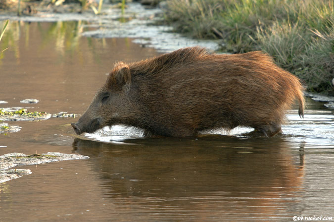 Sanglier - Sus scrofa