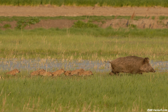 Sanglier - Sus scrofa