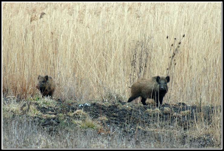 Sanglier - Sus scrofa