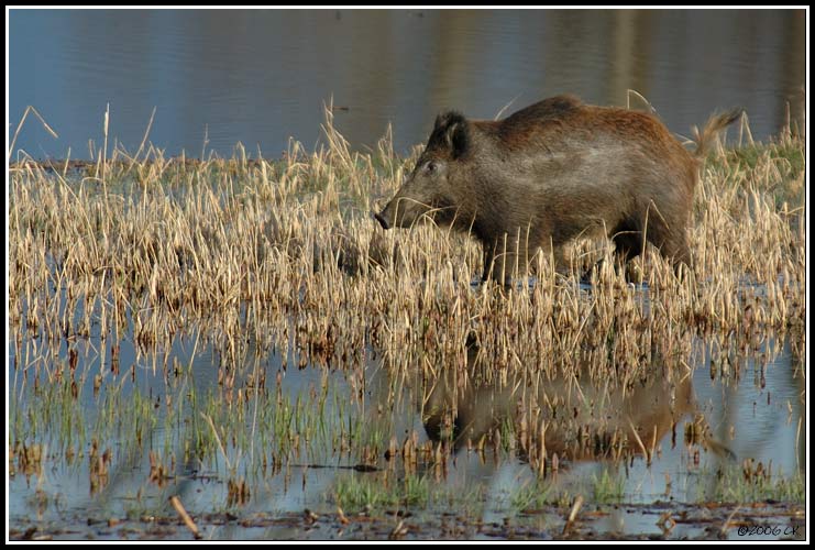 Cinghiale - Sus scrofa