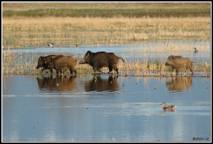 Cinghiale - Sus scrofa