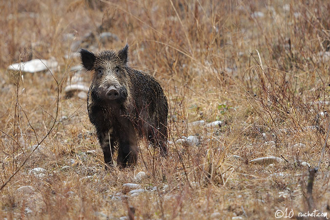 Wild boar - Sus scrofa